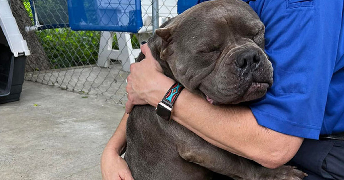 Roztomilý pitbull nemůže přestat objímat ženu, která mu poskytla dočasný domov