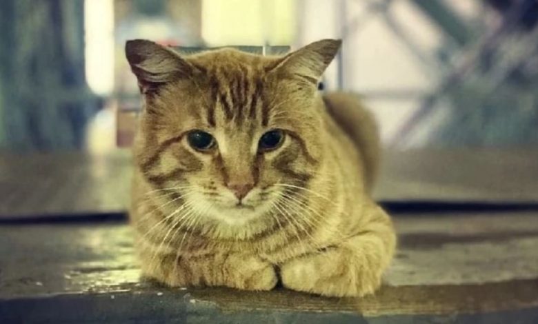 Kočka, která stále čeká na svou majitelku, která odešla do nemocnice před rokem Kočka, která stále čeká na svou majitelku, která odešla do nemocnice před rokem