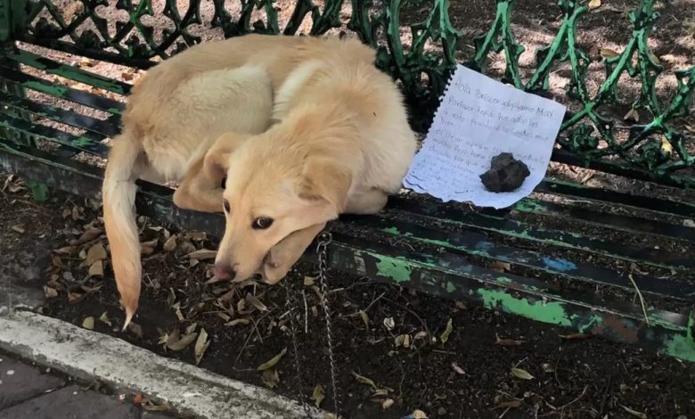 Tento pes byl ponechán na lavičce jen s vzkazem, který prosil, aby ho někdo adoptoval 💔 Tento pes byl ponechán na lavičce jen s vzkazem, který prosil, aby ho někdo adoptoval 💔