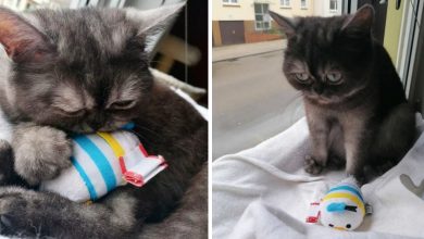Tato kočka byla v útulku neustále ignorována kvůli svému mrzutému výrazu💔