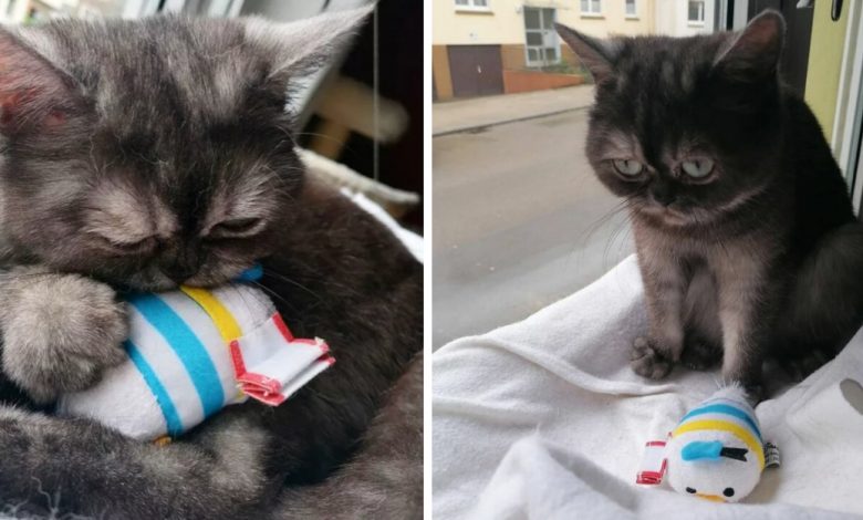 Tato kočka byla v útulku neustále ignorována kvůli svému mrzutému výrazu💔 Tato kočka byla v útulku neustále ignorována kvůli svému mrzutému výrazu💔