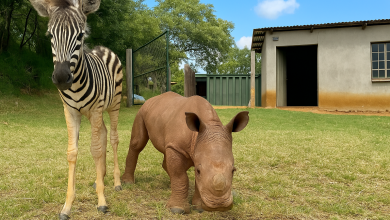 Když malá nosoroží mládě zůstalo bez mámy, plakalo, dokud si ho pod svá křídla nevzala malá zebra…