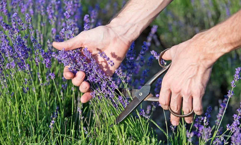 Většina lidí nemá tušení. Pěstujte levanduli z řízků snadno pomocí tohoto průvodce Většina lidí nemá tušení. Pěstujte levanduli z řízků snadno pomocí tohoto průvodce
