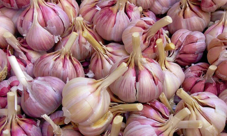 Věděli jste, že česnek ničí 14 druhů bakterií a 13 druhů infekcí? Věděli jste, že česnek ničí 14 druhů bakterií a 13 druhů infekcí?