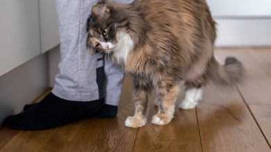 Když se o vás kočka otírá — není to jen projev laskavosti. Je to uznání. Zjistěte, co vám ve skutečnosti kočka chce říct