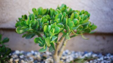 Mnoho lidí pěstuje doma tlustici vejčitou (Crassula ovata), známou jako „peněžní strom“. Ale jen málokdo ví následující