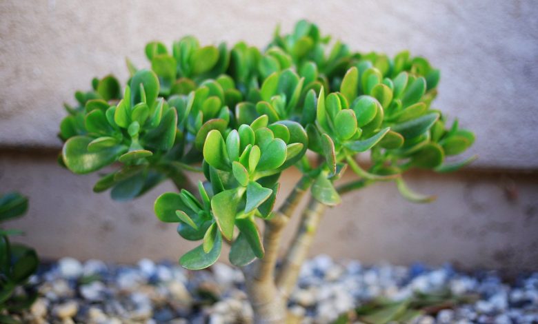 Mnoho lidí pěstuje doma tlustici vejčitou (Crassula ovata), známou jako „peněžní strom“. Ale jen málokdo ví následující