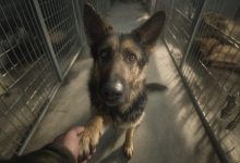 Vzala jsem si z útulku toho nejméně žádoucího psa — a za pár týdnů jsem nemohla uvěřit tomu, co se stalo…