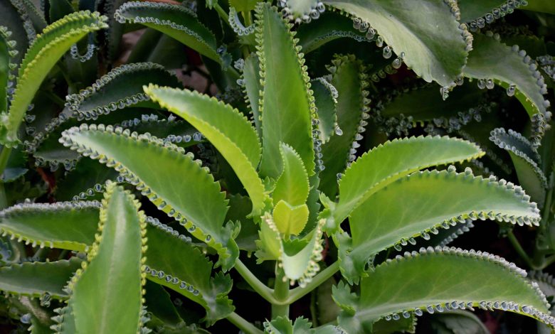Kalanchoe – to není jen květina na vašem okenním parapetu. Proč ji pěstovaly naše babičky