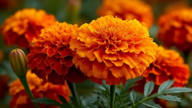 Aksamitníky — lék na stovku neduhů, který roste v každé květinové zahrádce Aksamitníky — lék na stovku neduhů, který roste v každé květinové zahrádce