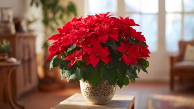 «Vánoční hvězda» poinsettie — hlavní tajemství a pravidla péče o rostlinu «Vánoční hvězda» poinsettie — hlavní tajemství a pravidla péče o rostlinu