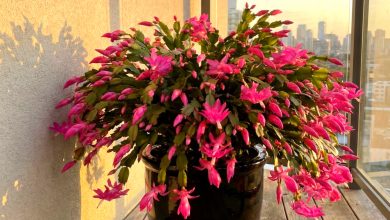 Co nemá rád vánoční kaktus: 5 hlavních kontraindikací v péči Co nemá rád vánoční kaktus: 5 hlavních kontraindikací v péči