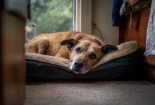 Opuštěný pes v mé útulku rozpoznal svého bývalého majitele. Ale ukázalo se, že za ním nepřišel… Opuštěný pes v mé útulku rozpoznal svého bývalého majitele. Ale ukázalo se, že za ním nepřišel…