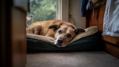 Opuštěný pes v mé útulku rozpoznal svého bývalého majitele. Ale ukázalo se, že za ním nepřišel…