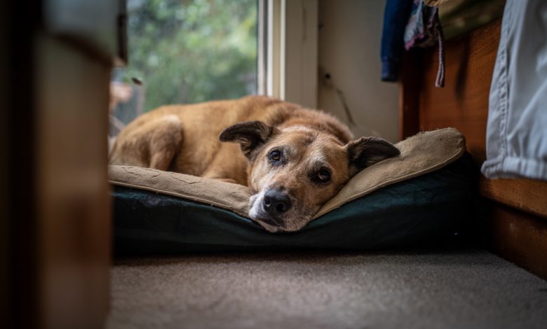 Opuštěný pes v mé útulku rozpoznal svého bývalého majitele. Ale ukázalo se, že za ním nepřišel…