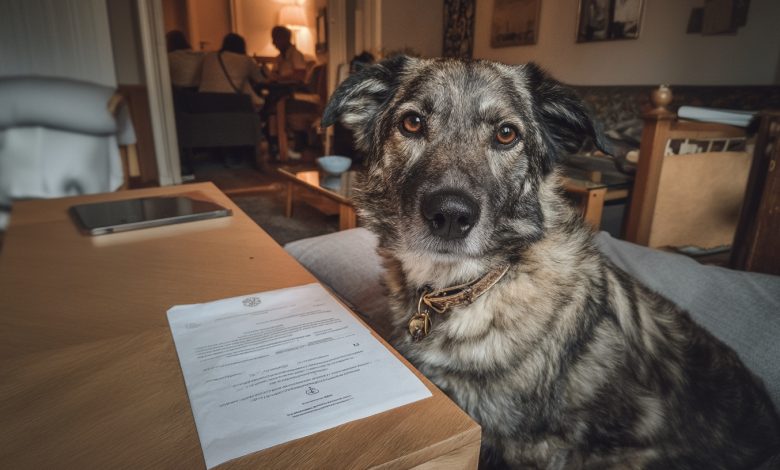 Babička odkázala chamtivému bratranci sto tisíc. Mně — starého psa. Ukázalo se, že pes skrýval tajemství