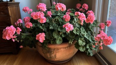 Pelargonie — přírodní antiseptikum a ochránce vašeho domova. Tato nenápadná květina pracuje tišeji než jakýkoli čistič vzduchu