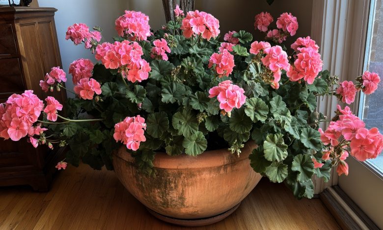 Pelargonie — přírodní antiseptikum a ochránce vašeho domova. Tato nenápadná květina pracuje tišeji než jakýkoli čistič vzduchu