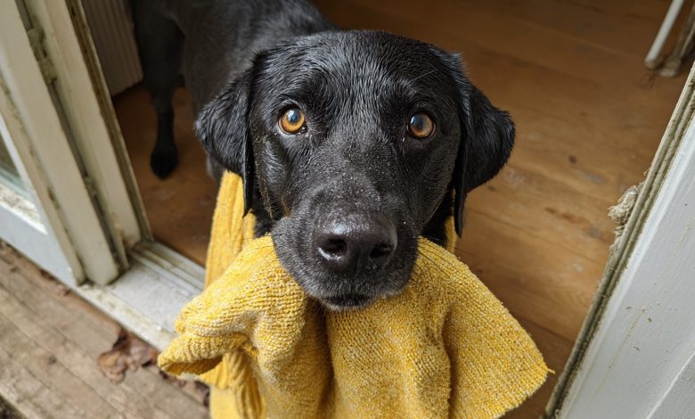 Můj pes přinesl domů svetr mé zesnulé dcery a pak mě vedl na místo, které mi vzalo dech…