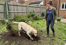 Sousedův pes vykopal pytel na mém dvoře — policie přijela za 15 minut