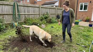 Sousedův pes vykopal pytel na mém dvoře — policie přijela za 15 minut