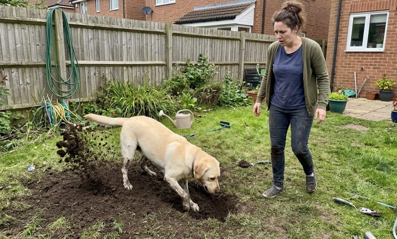 Sousedův pes vykopal pytel na mém dvoře — policie přijela za 15 minut Sousedův pes vykopal pytel na mém dvoře — policie přijela za 15 minut
