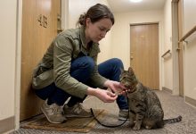 Soused zmizel a nechal mi kočku — a po několika týdnech jsem našla klíč a vzkaz v jejím obojku Soused zmizel a nechal mi kočku — a po několika týdnech jsem našla klíč a vzkaz v jejím obojku