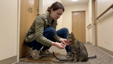 Soused zmizel a nechal mi kočku — a po několika týdnech jsem našla klíč a vzkaz v jejím obojku Soused zmizel a nechal mi kočku — a po několika týdnech jsem našla klíč a vzkaz v jejím obojku