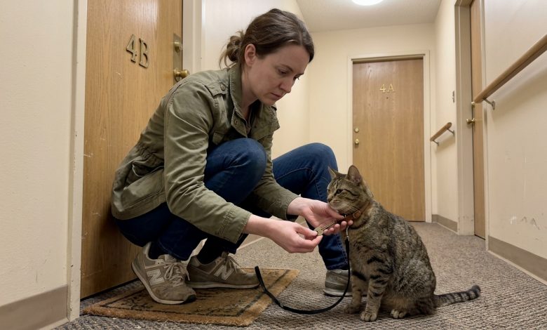 Soused zmizel a nechal mi kočku — a po několika týdnech jsem našla klíč a vzkaz v jejím obojku Soused zmizel a nechal mi kočku — a po několika týdnech jsem našla klíč a vzkaz v jejím obojku