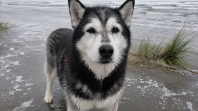 Vzali jsme našeho starého huskyho na pláž, abychom se rozloučili s mořem, ale on potom vstal a udělal něco, co nikdy nebudu schopná zapomenout