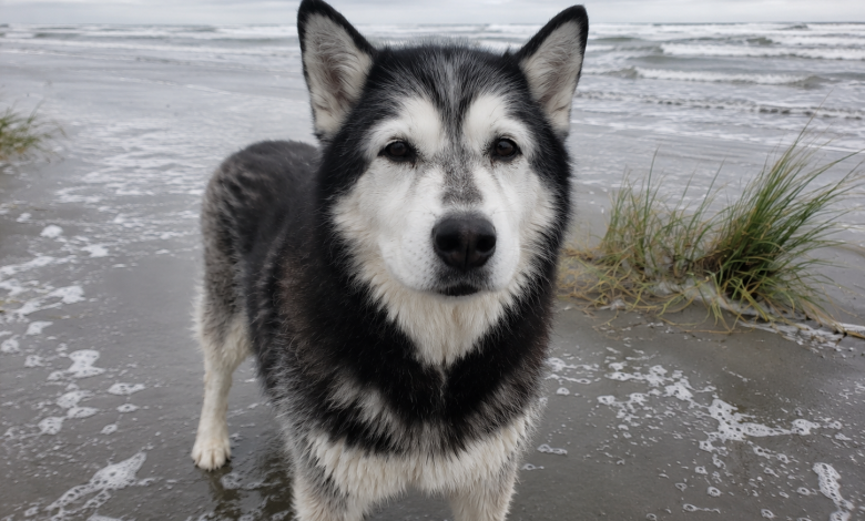 Vzali jsme našeho starého huskyho na pláž, abychom se rozloučili s mořem, ale on potom vstal a udělal něco, co nikdy nebudu schopná zapomenout
